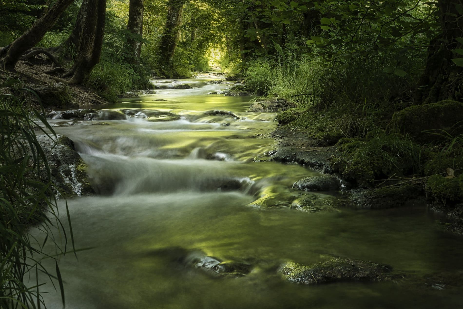 A gentle stream moving through a green, sunlit forest